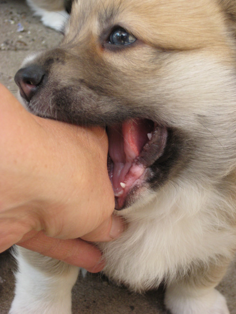 pup